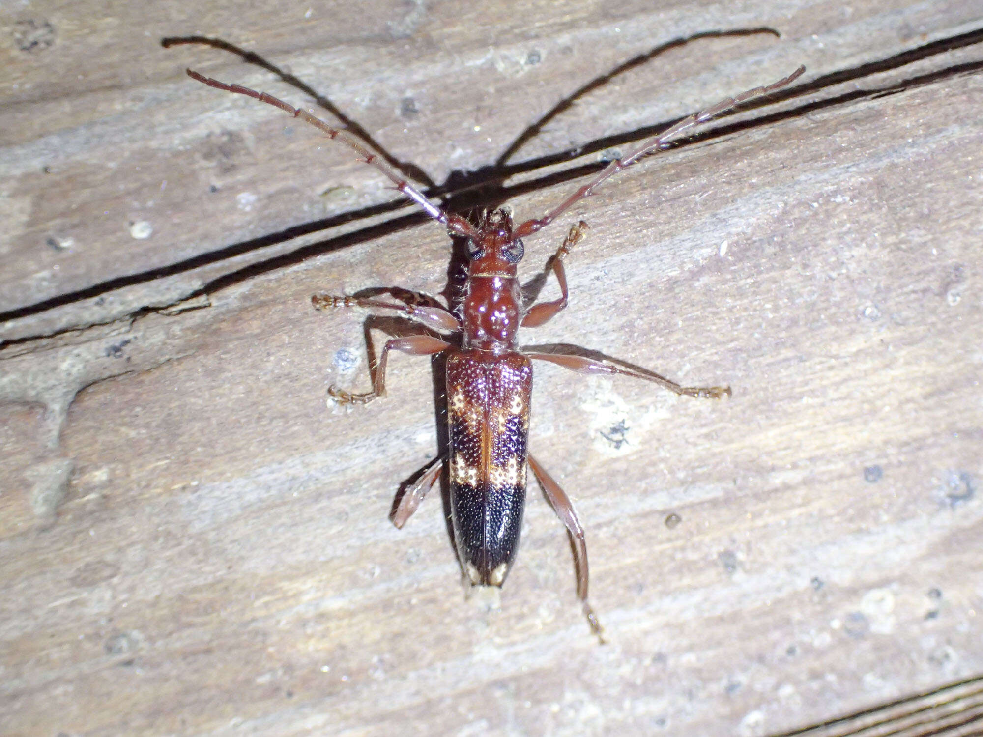 Image of Coptocercus abberrans (Newman 1840)