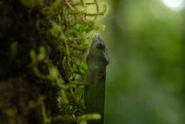 Image of Mayotte Chameleon