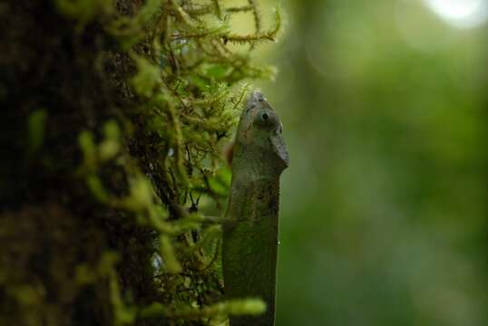 Furcifer polleni (Peters 1874)的圖片