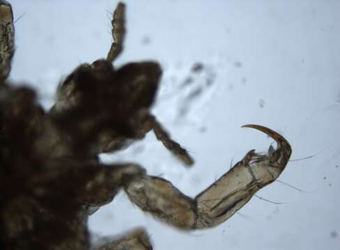 Image of Body Louse