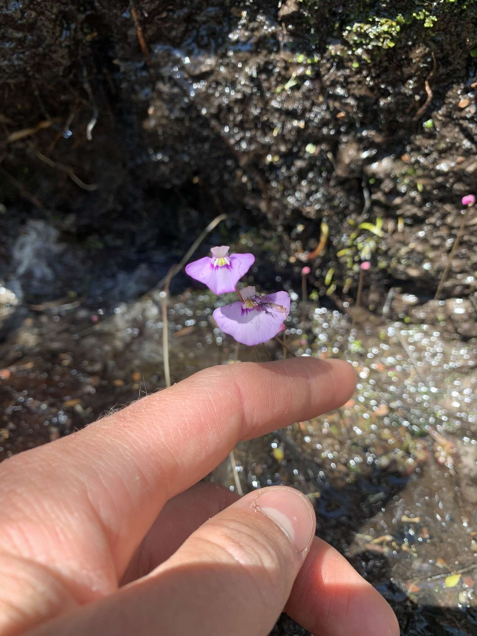 صورة Utricularia uniflora R. Br.