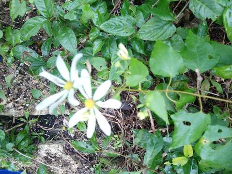 Image of Montanoa atriplicifolia (Pers.) Sch. Bip.