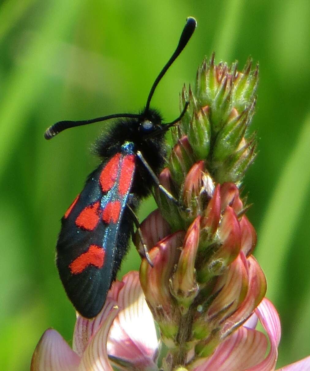 Image of Zygaena oxytropis Boisduval 1828