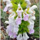 Salvia scabiosifolia Lam. resmi