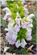 Salvia scabiosifolia Lam. resmi