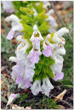 Sivun Salvia scabiosifolia Lam. kuva