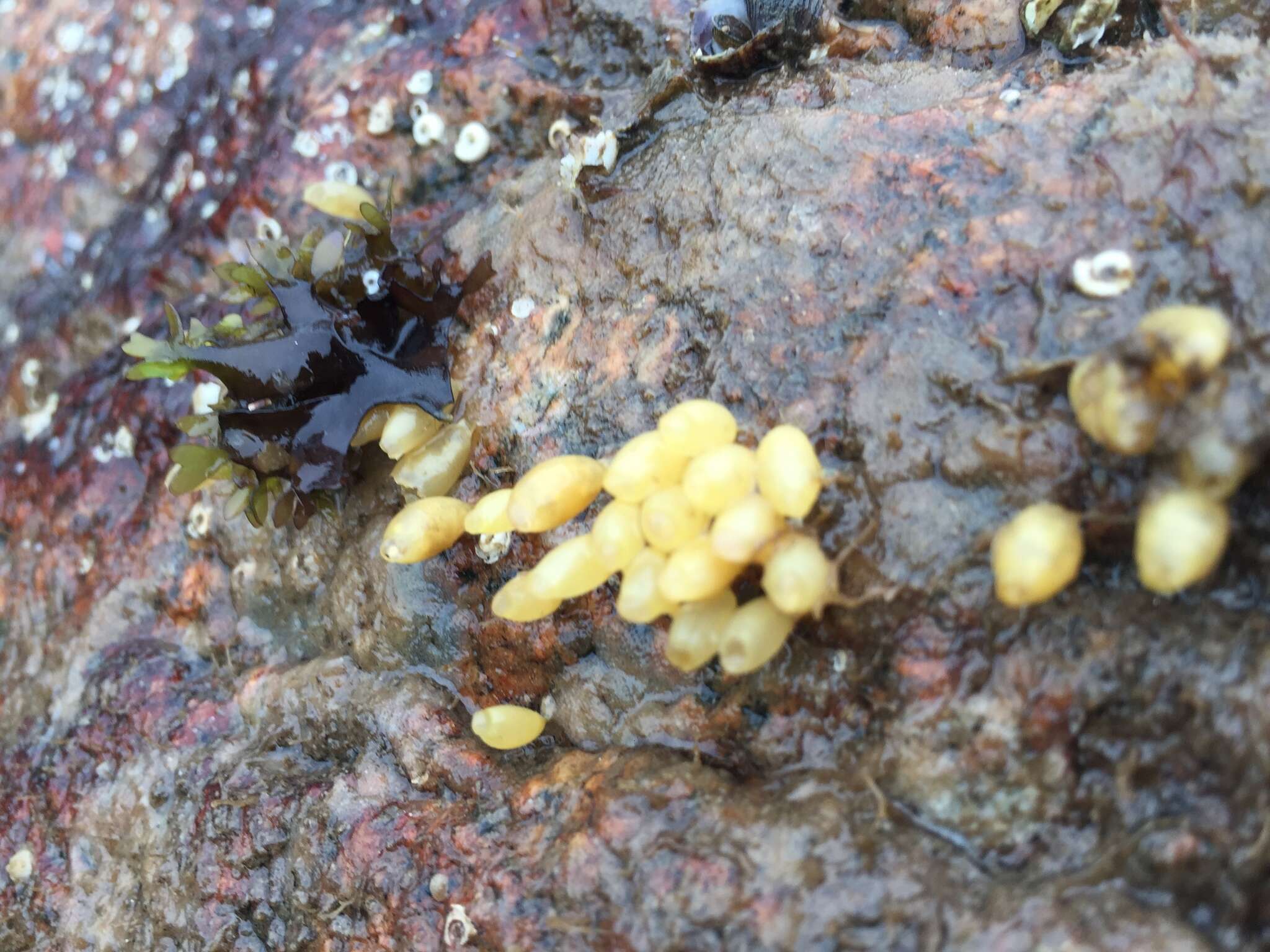 Image of Dog whelk