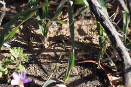 Image of Oxalis livida var. altior T. M. Salter