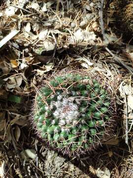 Mammillaria wagneriana Boed.的圖片