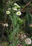 Image of Erigeron apiculatus Benth.