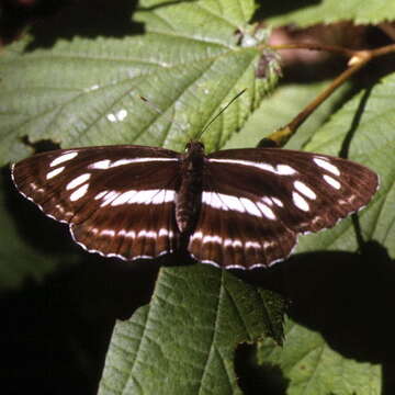 Image de Neptis speyeri Staudinger 1887