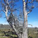 Image of Eucalyptus gunnii subsp. divaricata (Mc Aulay & Brett) B. M. Potts