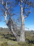 Image of Eucalyptus gunnii subsp. divaricata (Mc Aulay & Brett) B. M. Potts