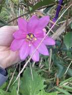 Image of Passiflora cumbalensis var. cumbalensis