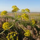 Image of Prangos odontalgica (Pall.) Herrnst. & Heyn