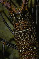 Image of Stripe-leg spiny lobster