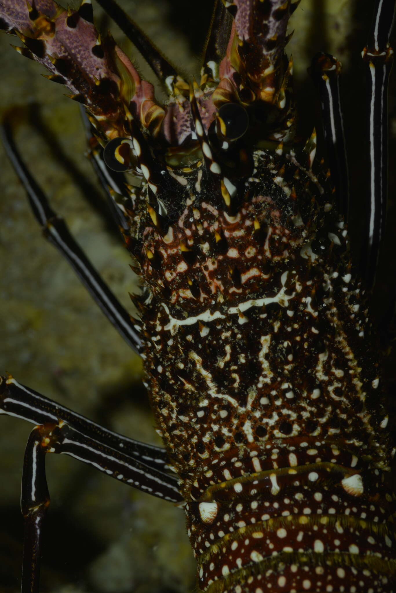 Image of Stripe-leg spiny lobster