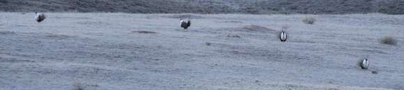 Image of Gunnison sage-grouse; greater sage-grouse