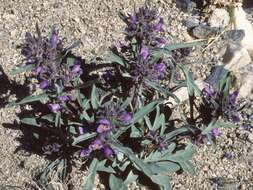 Image of White River Valley beardtongue