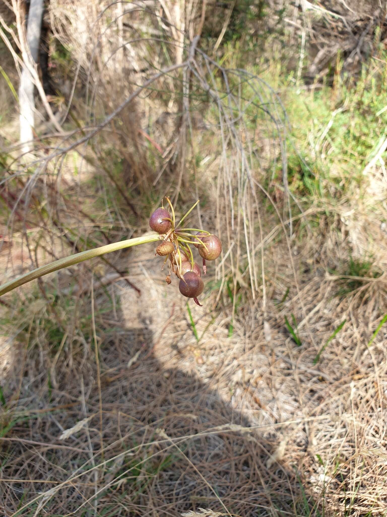 Image of Calostemma purpureum R. Br.