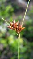 Image of Pine-Barren Beak Sedge