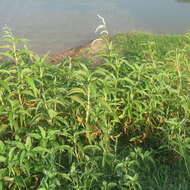 Image de Persicaria attenuata (R. Br.) Sojak