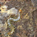 Image of Spike-legged Giant Centipede