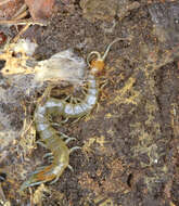 Image of Spike-legged Giant Centipede