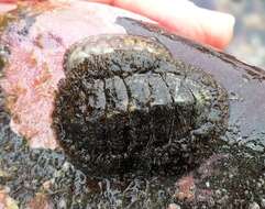 Image of Woody Chiton