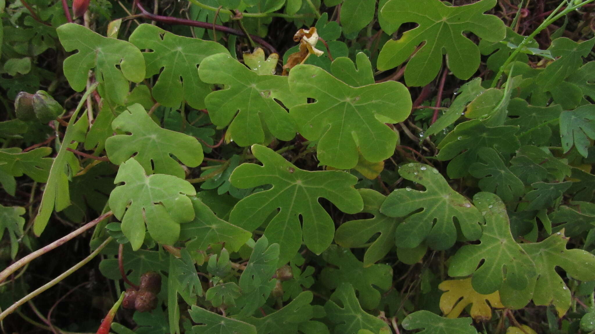 Image of Tropaeolum smithii DC.