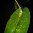Image of Pleurothallis microcardia Rchb. fil.