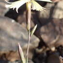 Dianthus namaensis Schinz的圖片