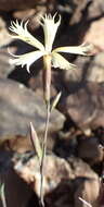 Image of Dianthus namaensis Schinz