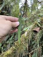 Image of Pleurothallis variabilis Luer