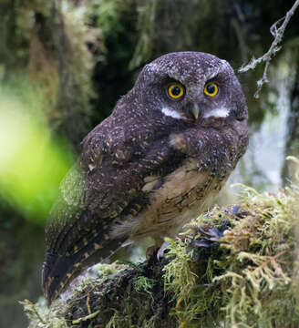 Image of White-throated Screech Owl