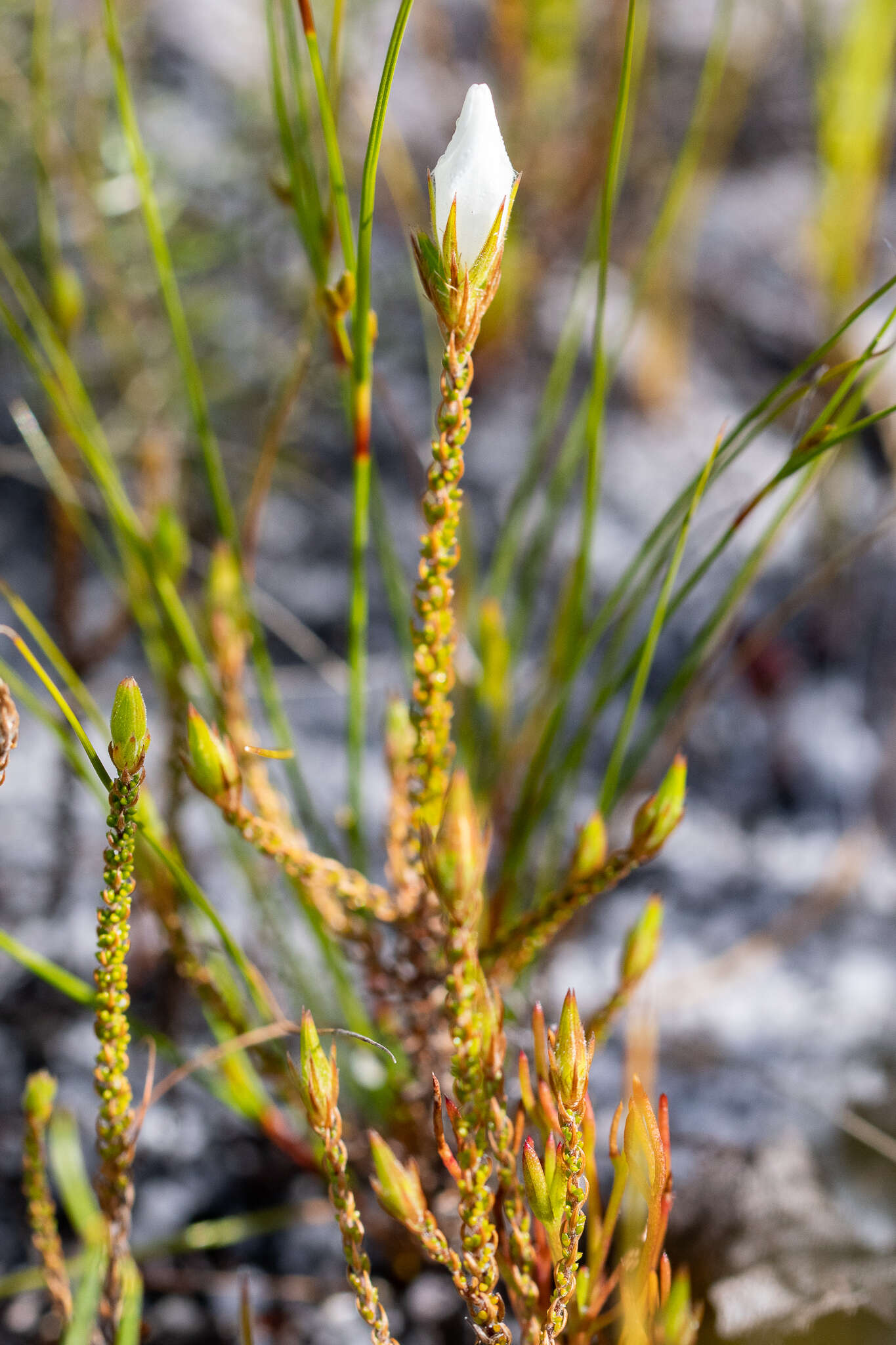 Image of Roella dregeana A. DC.