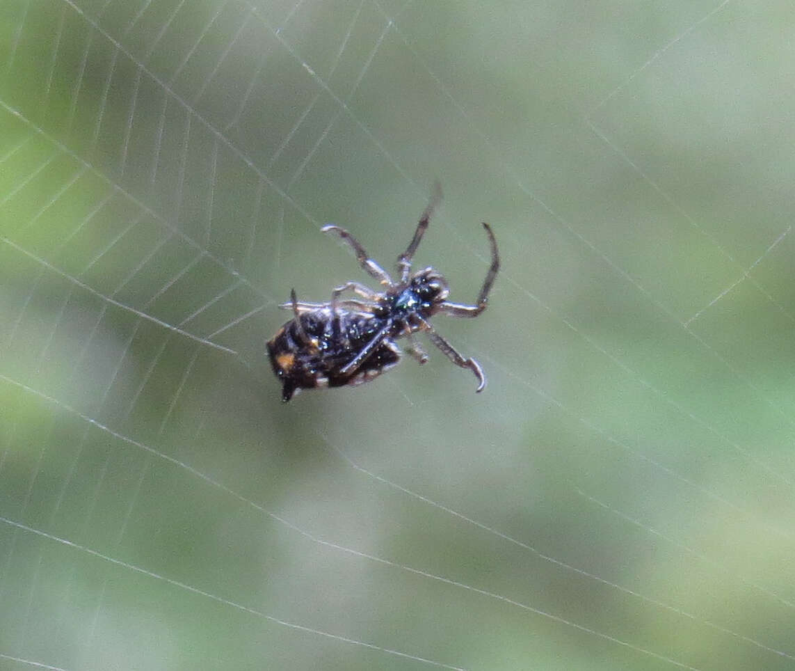 Image of White Micrathena