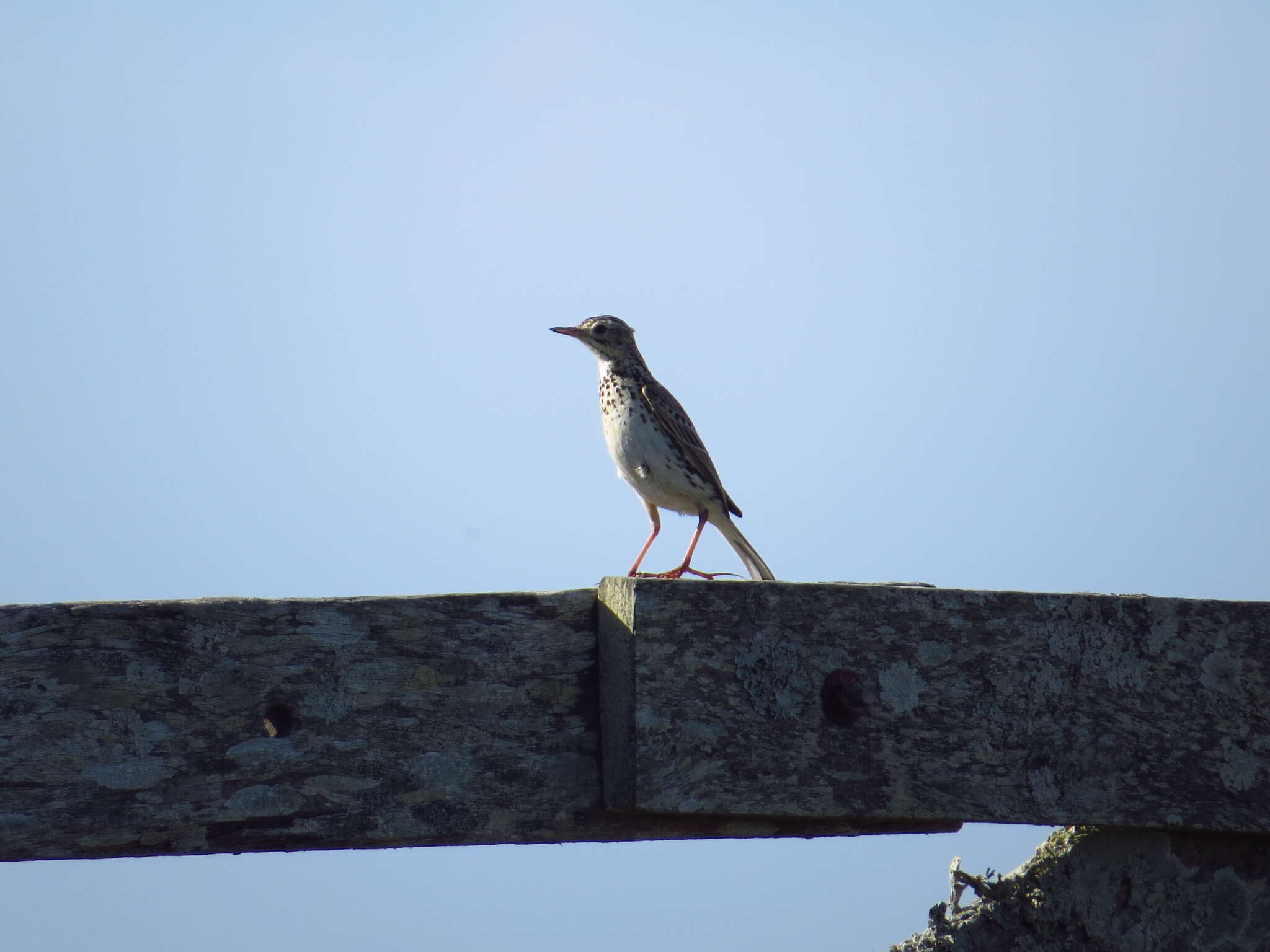 Image of Correndera Pipit