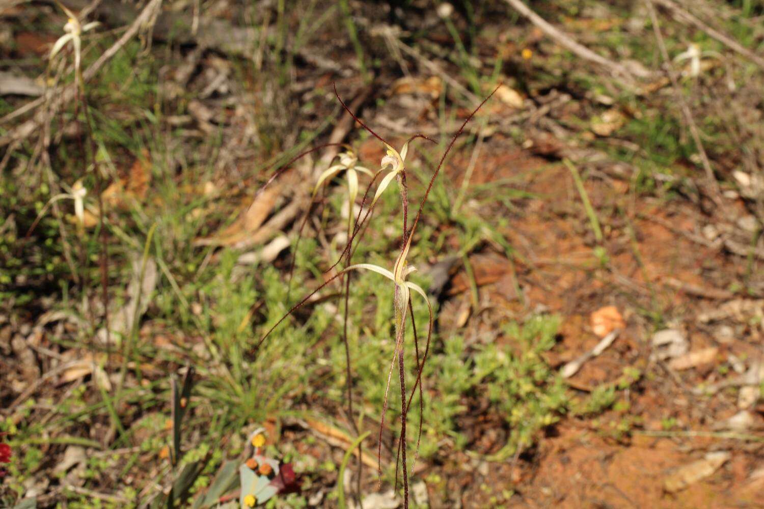 Caladenia microchila Hopper & A. P. Br. resmi