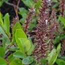 Image of Salix saxatilis Turcz.