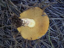 Image of Suillus kaibabensis Thiers 1976