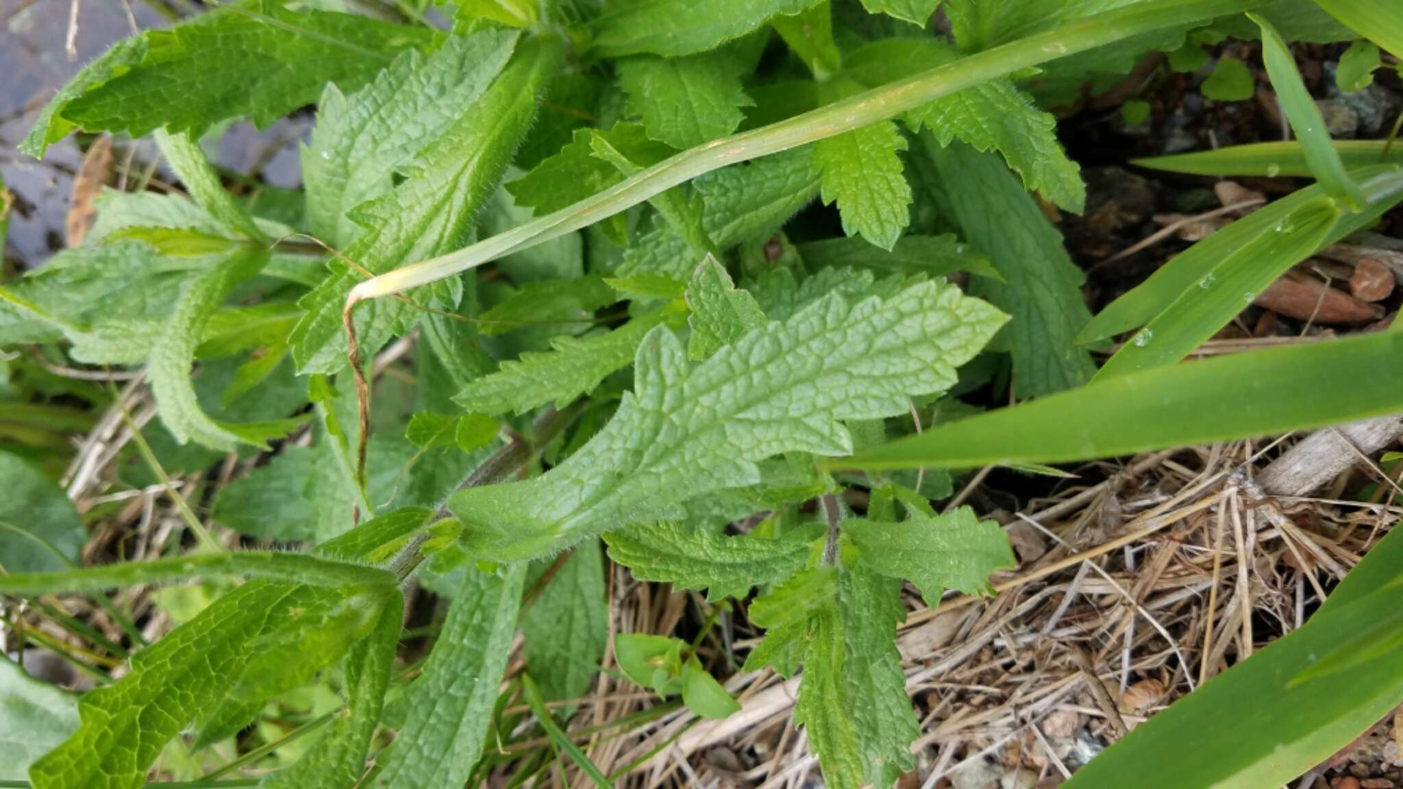 Image de Verbena californica Moldenke