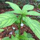 Sivun Pombalia linearifolia (Vahl) Paula-Souza kuva