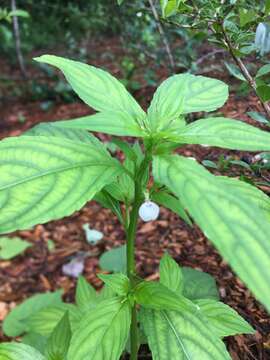 Sivun Pombalia linearifolia (Vahl) Paula-Souza kuva