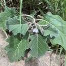 Image of Solanum lichtensteinii Willd.