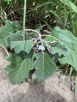 Image of Solanum lichtensteinii Willd.