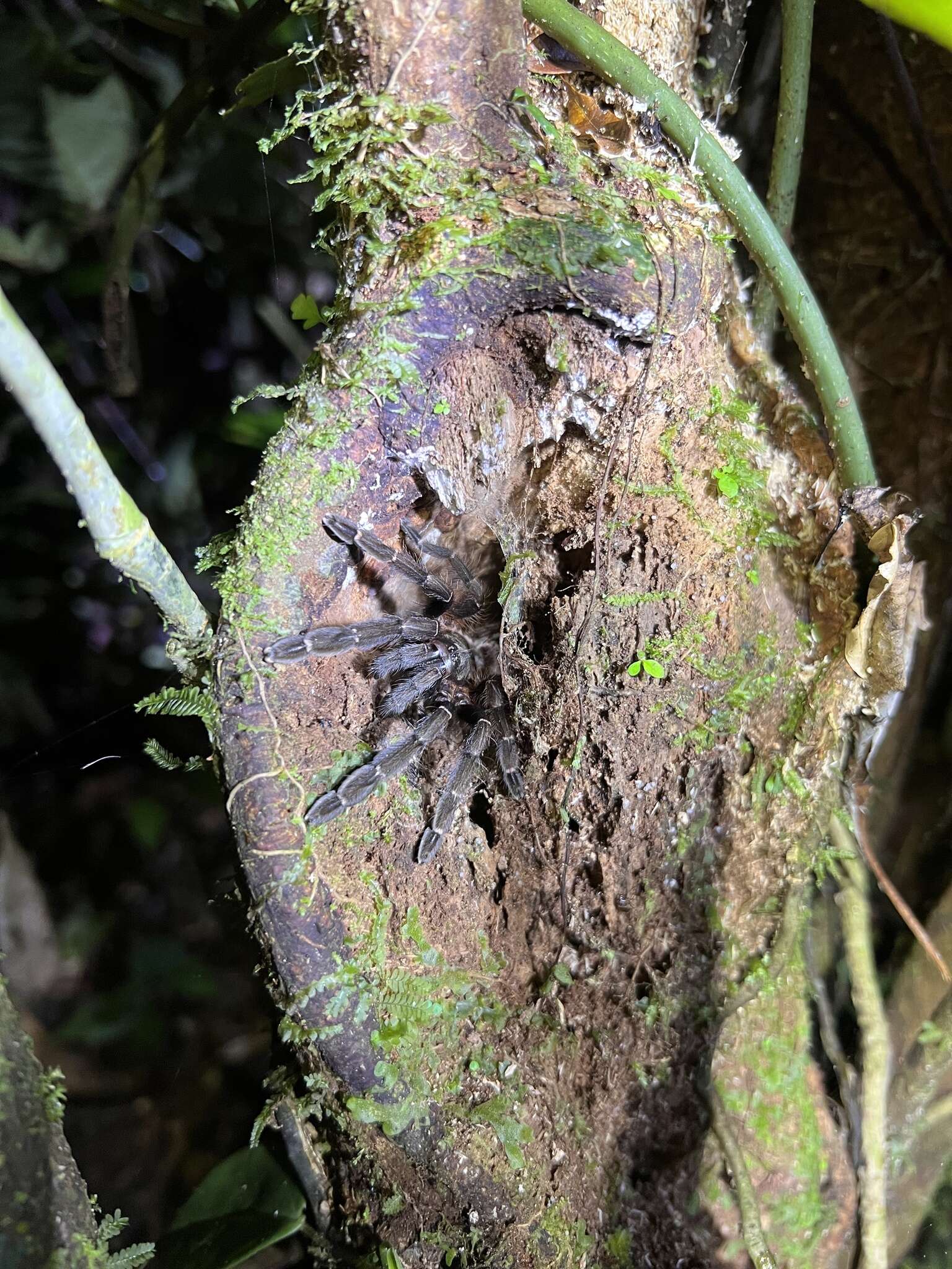 Image of Costa Rican Chevron Tarantula