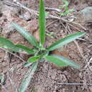 Image of Pelargonium ellaphieae E. M. Marais