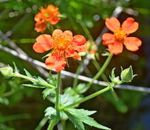 Image of Geum coccineum Sibth. & Sm.