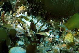 Image of Whitelegg's Weedfish